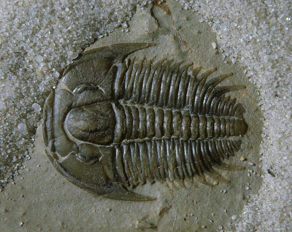 考古|4.29亿年前三叶虫眼睛的奥秘