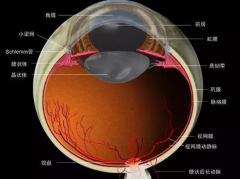 <b>最完整、最有用的眼睛基础解剖图</b>